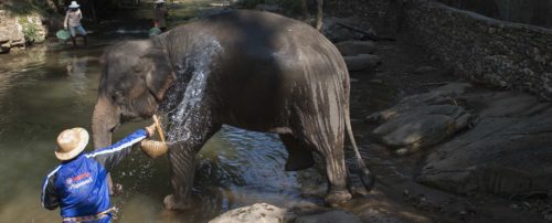 THAILAND-TRAVELS - i migliori tour della Thailandia THAILAND-TRAVELS - i migliori tour della Thailandia
